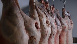 Reducing sheep slaughter line rejections